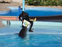 Spettacolo di delfini a Sharm el Sheikh